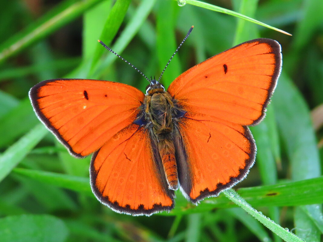 Огненный червонец - Андрей Снегерёв