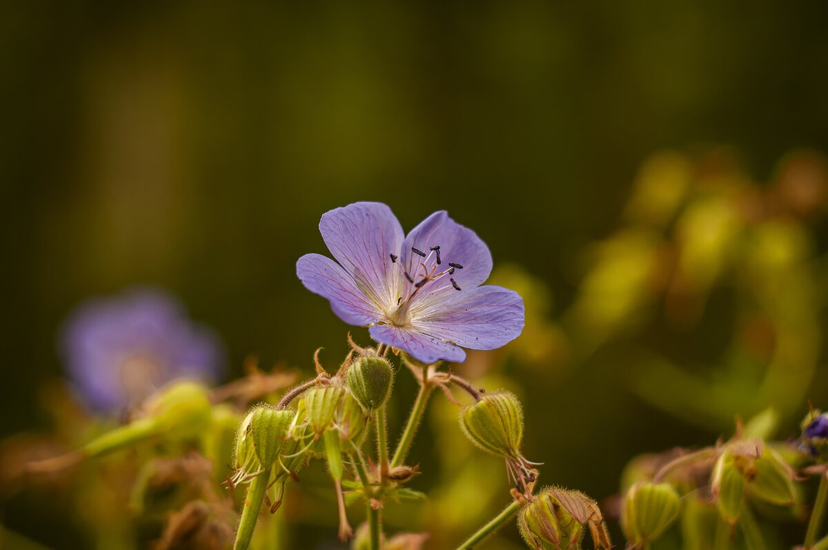 Герань дикая луговая. - Вадим Басов