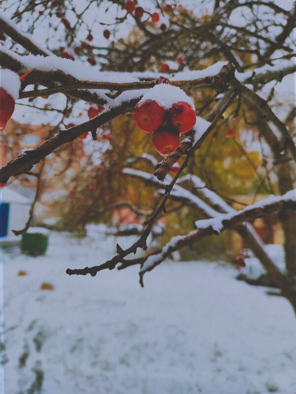 Ягода - Ильич -