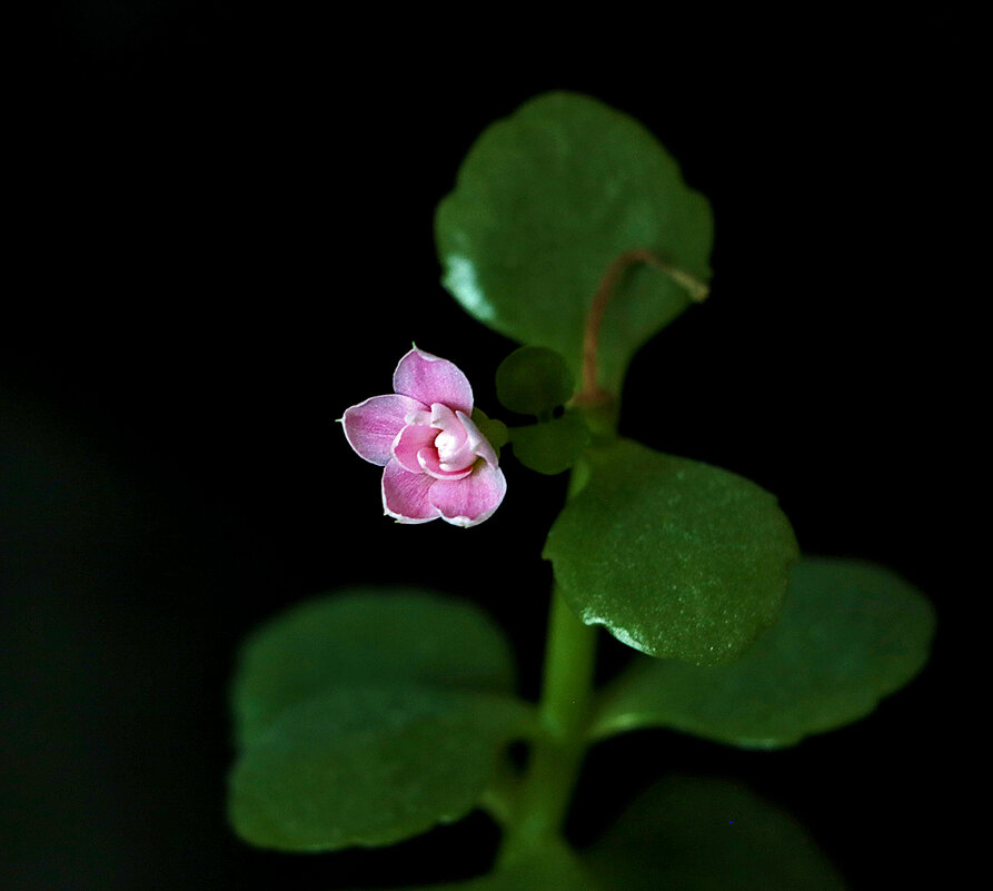 Огонёк каланхоэ - Светлана Огонёк каланхоэ - Светлана
