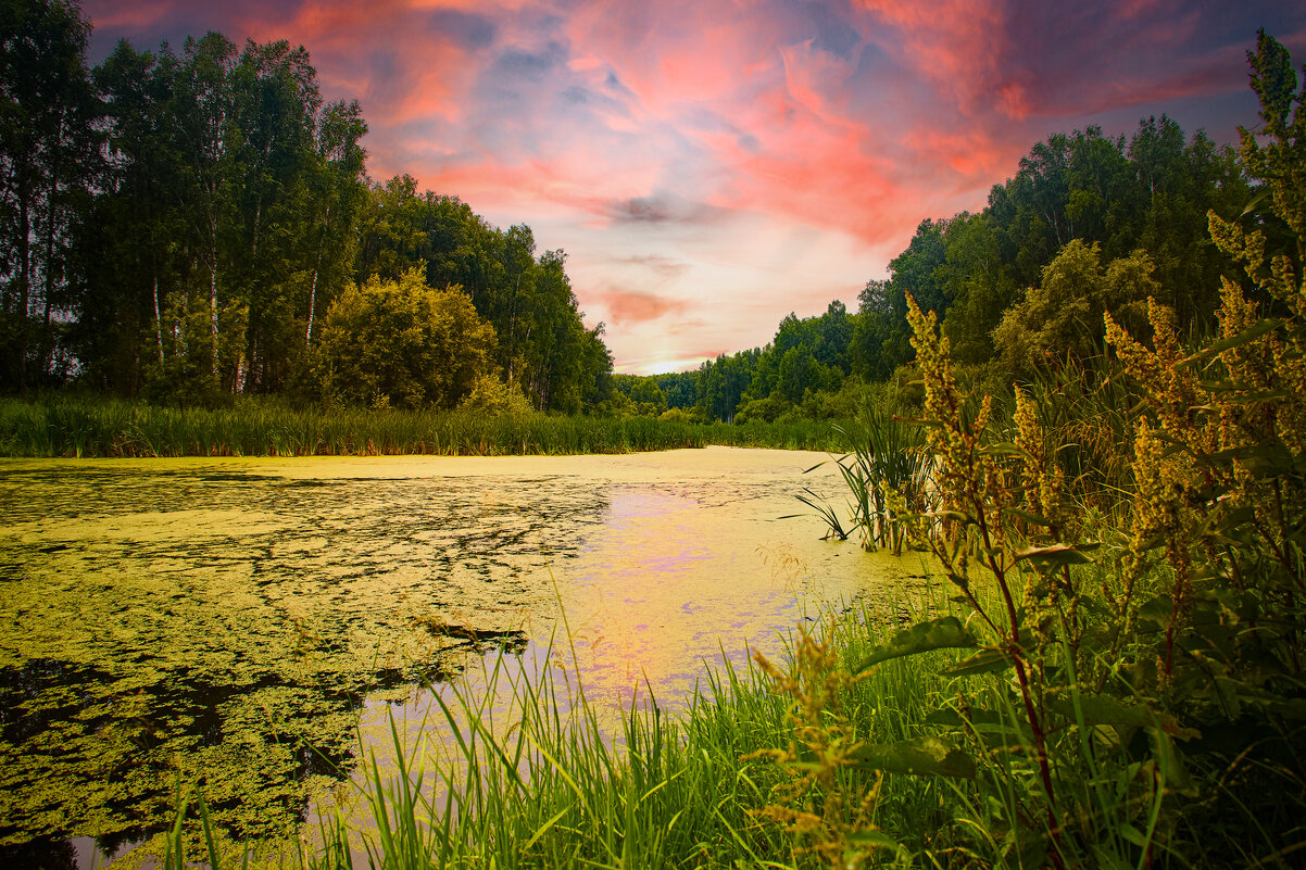лесное болото - Cергей Александров
