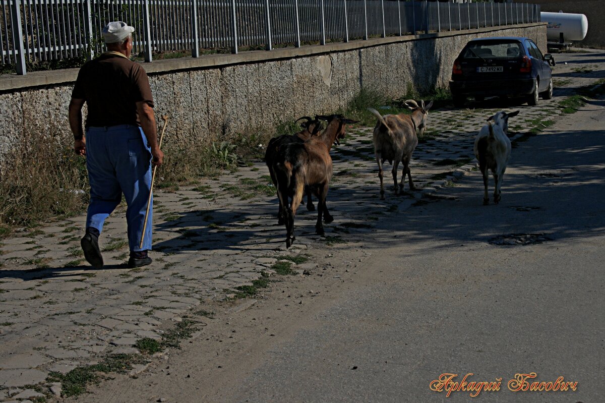 Пастух - Аркадий Басович