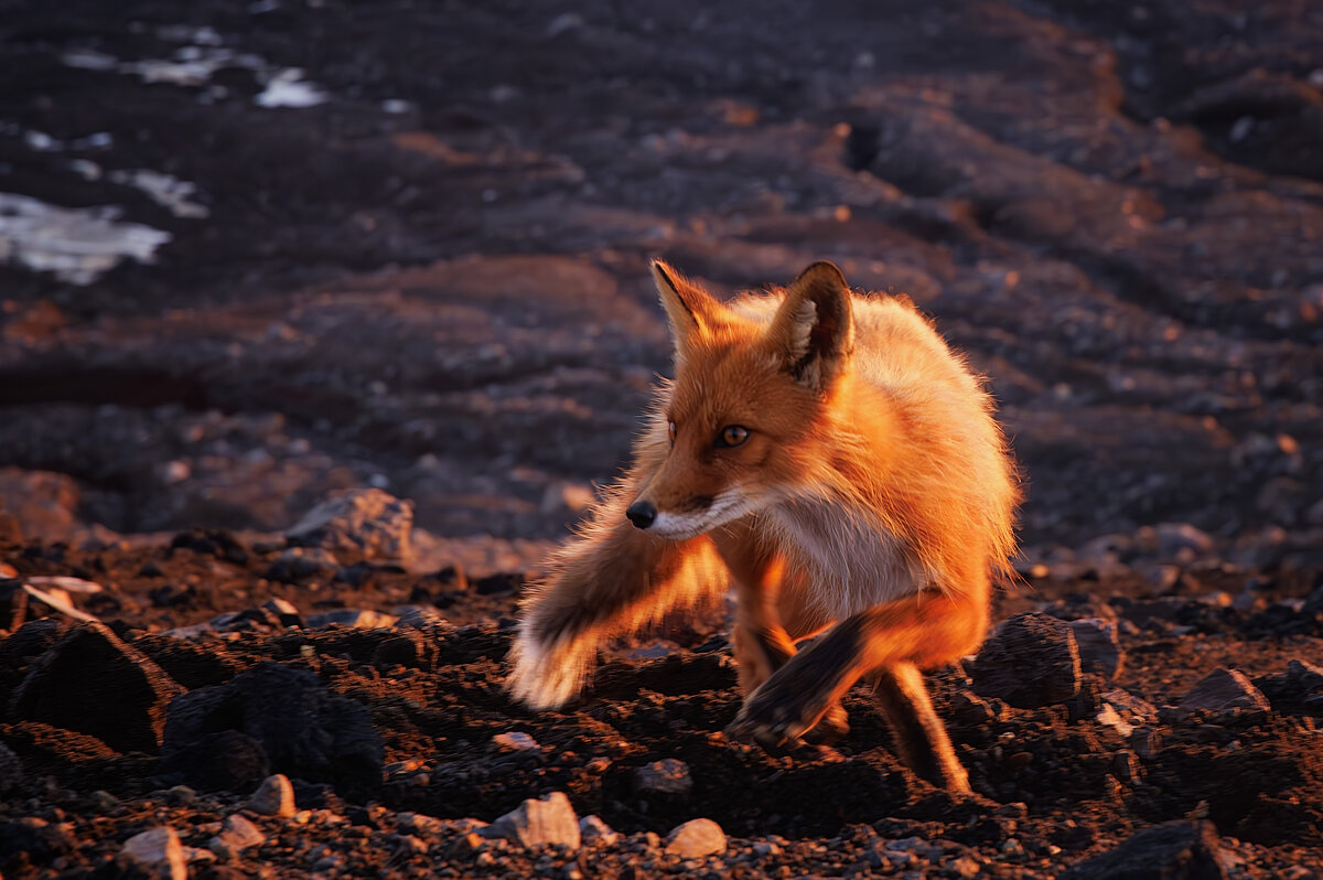 Патрикеевна - Sergey38 