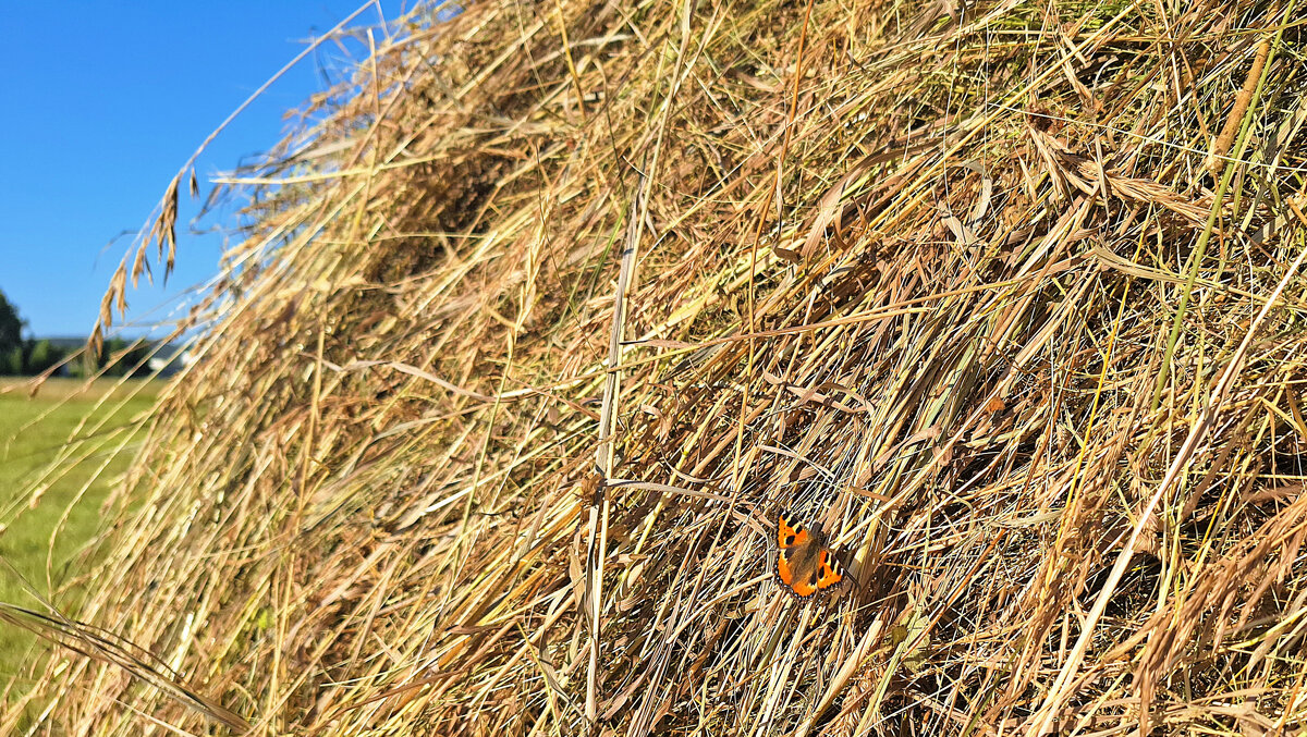 Нежится, греясь под солнцем - Hope 