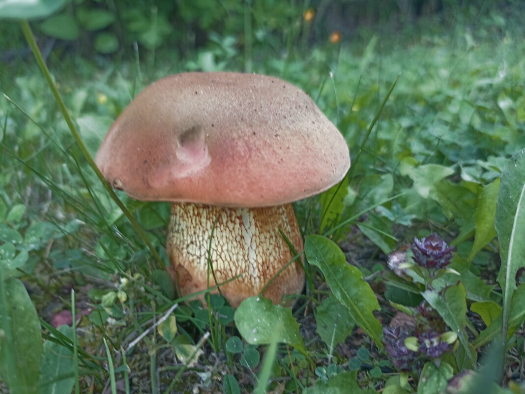 Грибочек. - Вячеслав. Синицын