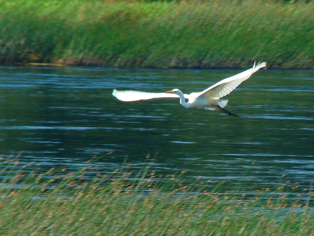 большая белая цапля - gawrilа - dan