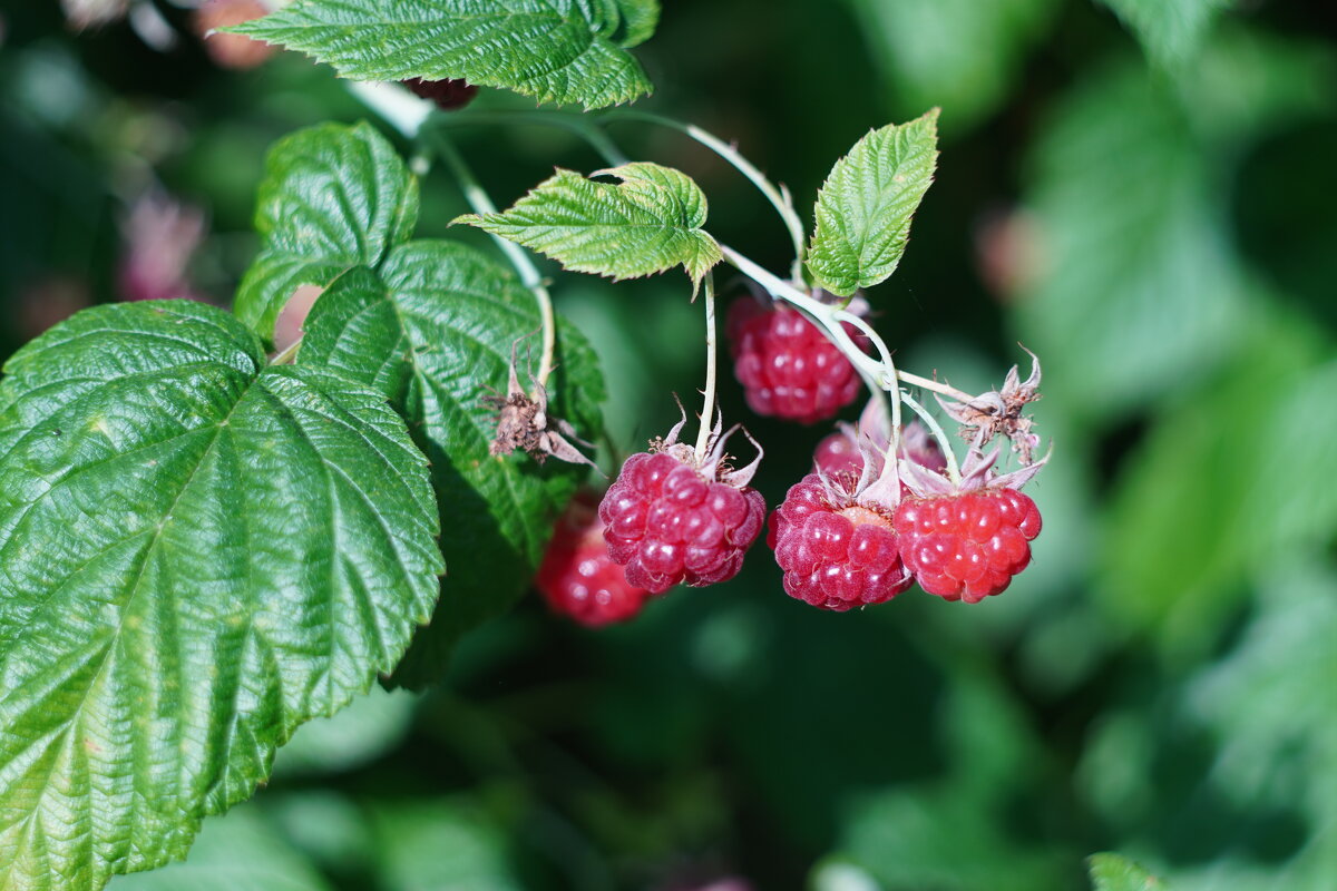 ... - Сергей Ц