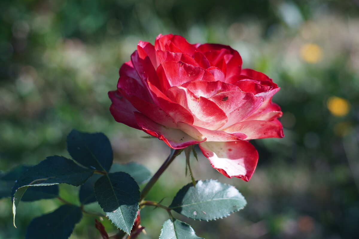 Роза Юбилей принца Монако - Сергей Ц