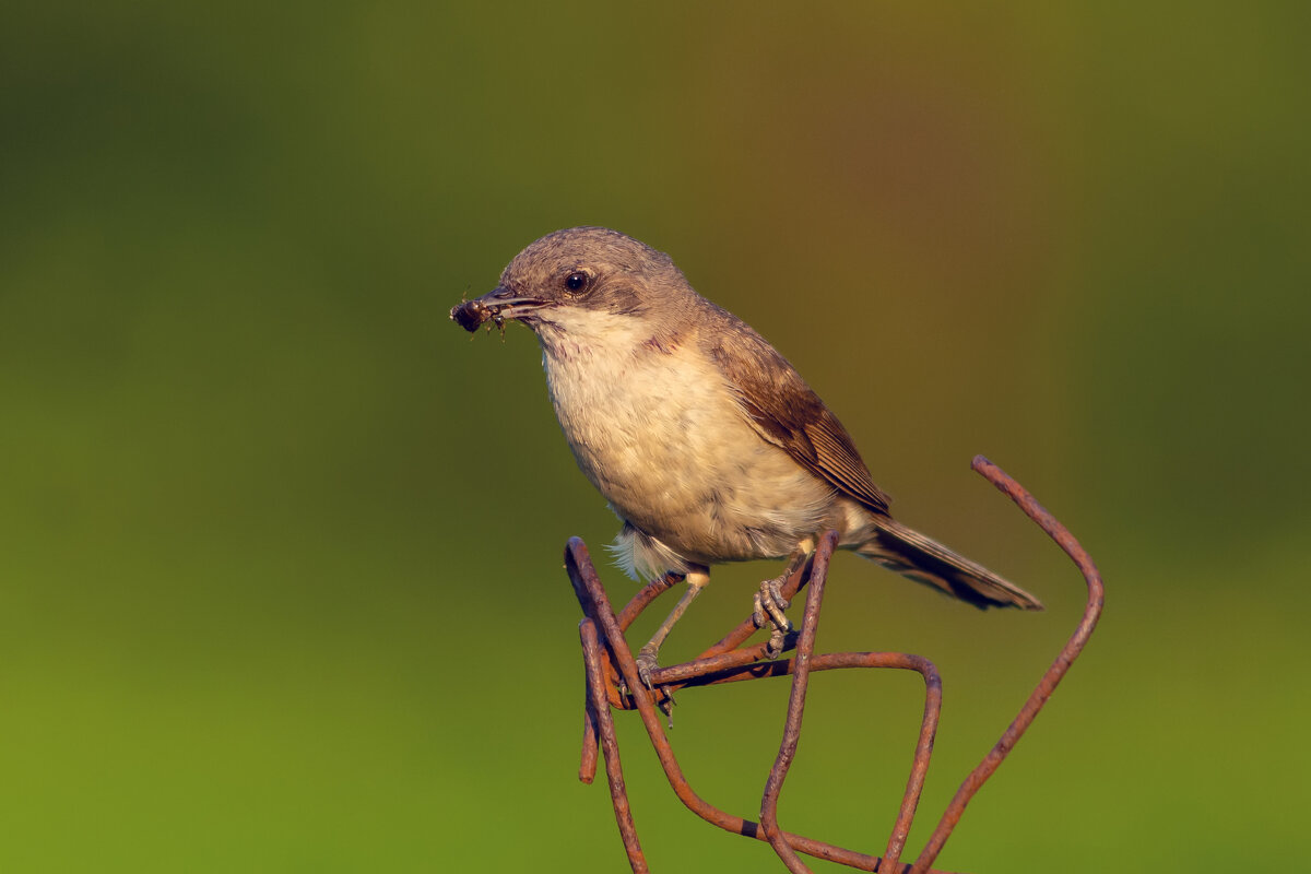 завирушка - Виталий Емельянов