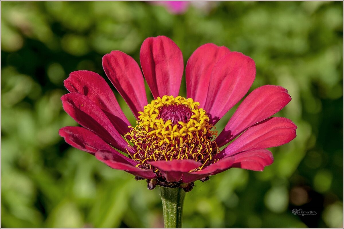 Лето,июль, цветы... - Aquarius - Сергей