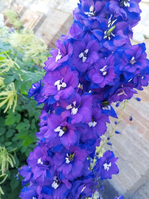 Дельфиниум - Сапсан 