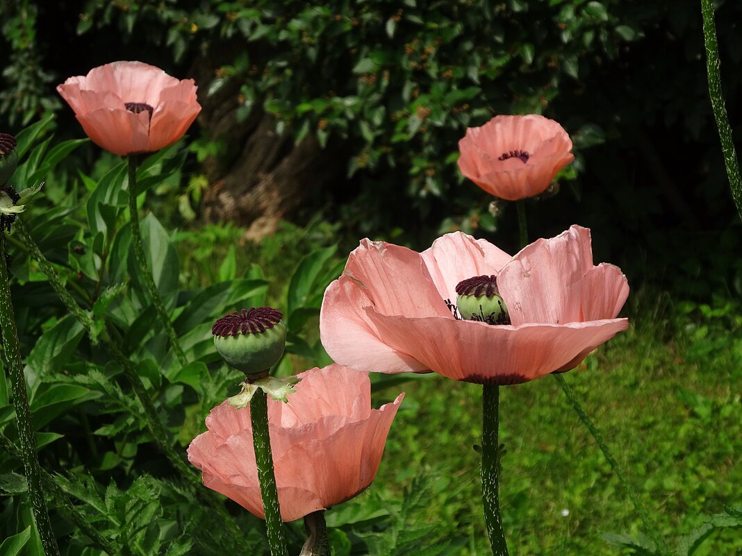 Маки - Лидия Бусурина