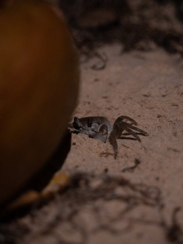 Краб прячется за кокосом - Максим 