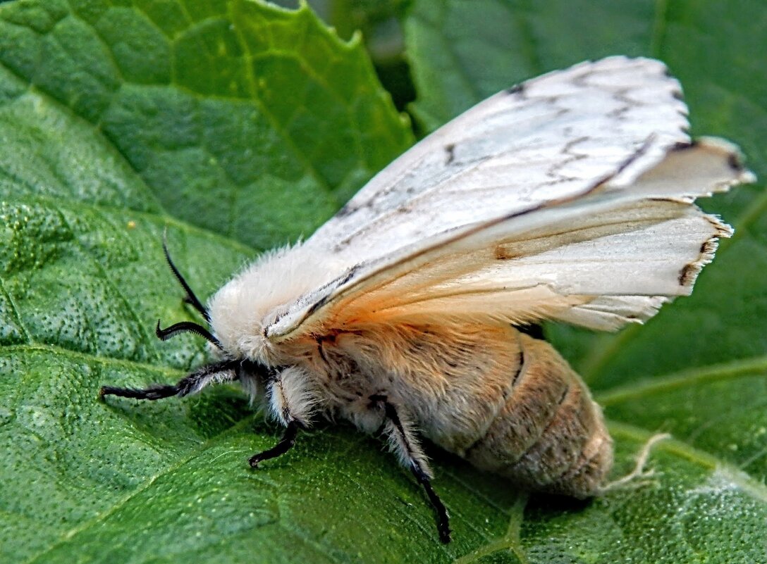 Самочка непарного шелкопряда! - Елена Хайдукова ( Elena Fly ) Самочка непарного шелкопряда! - Елена Хайдукова ( Elena Fly )