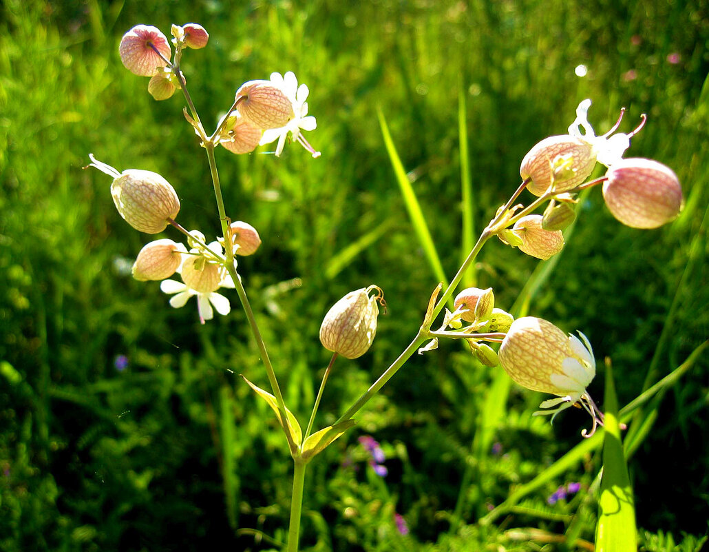 Июль,.. Цветут погремки! - Владимир Июль,.. Цветут погремки! - Владимир