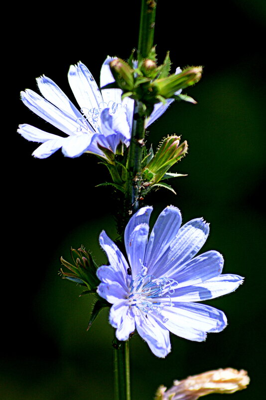 Цикорий - Татьяна Лютаева