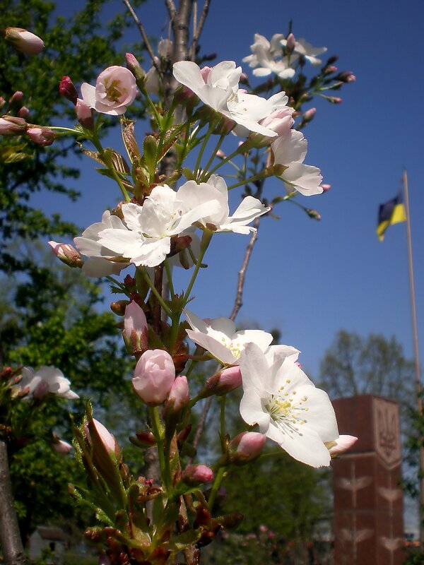 Весна - Роман Савоцкий