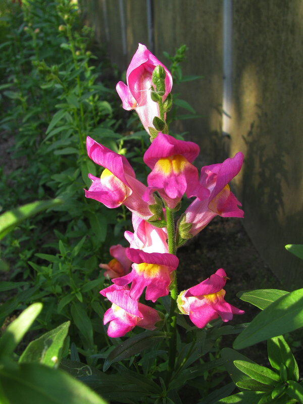 Красавчик - Людмила Смородинская Красавчик - Людмила Смородинская