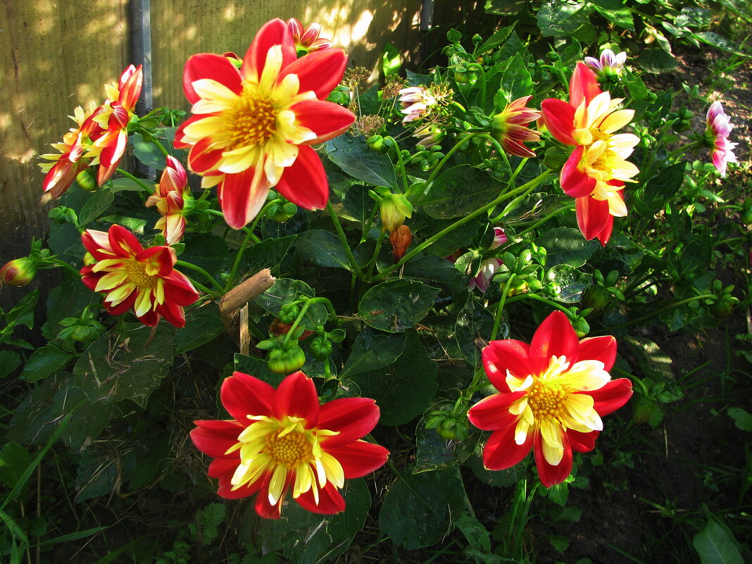 Во всей красе - Людмила Смородинская Во всей красе - Людмила Смородинская