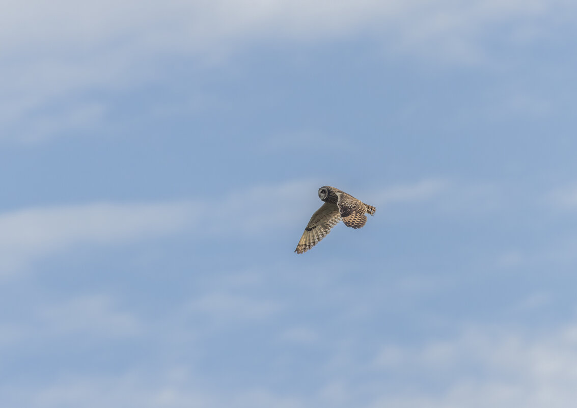 сова болотная. - юрий макаров