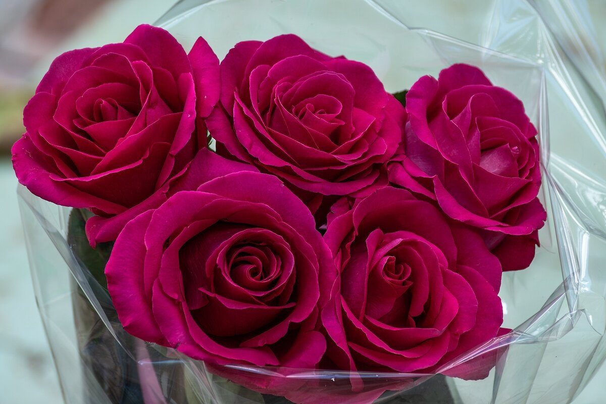 Букет - Игорь Сикорский