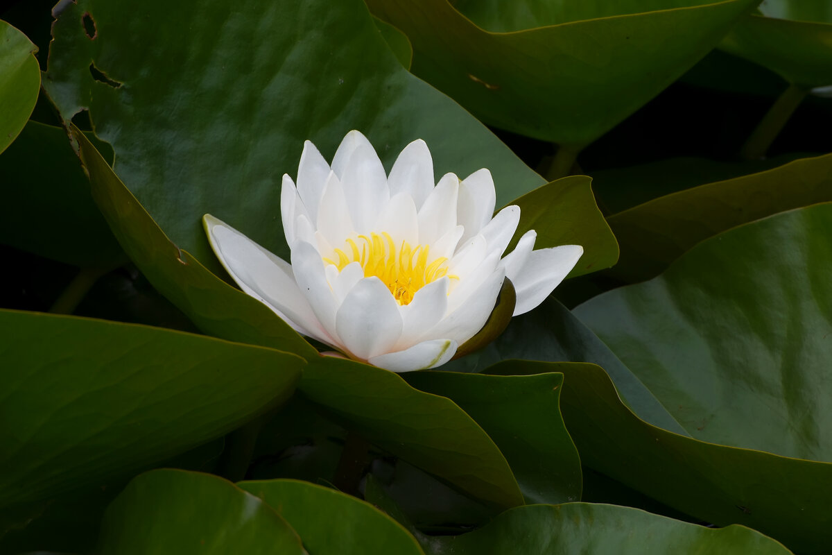 Москва. Воронцовский парк. Кувшинка. - Наташа *****