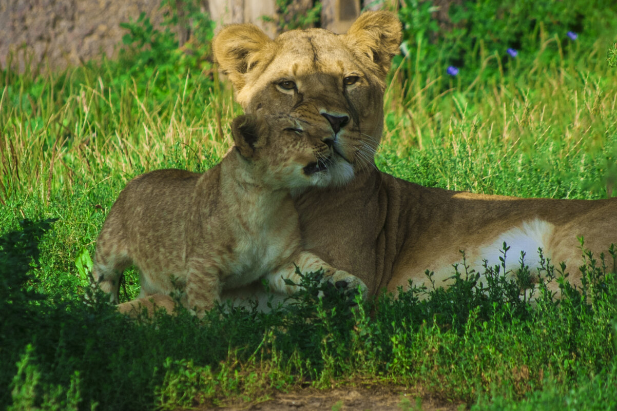 Мама, я тебя ЛЮБЛЮ - Владимир Максимов