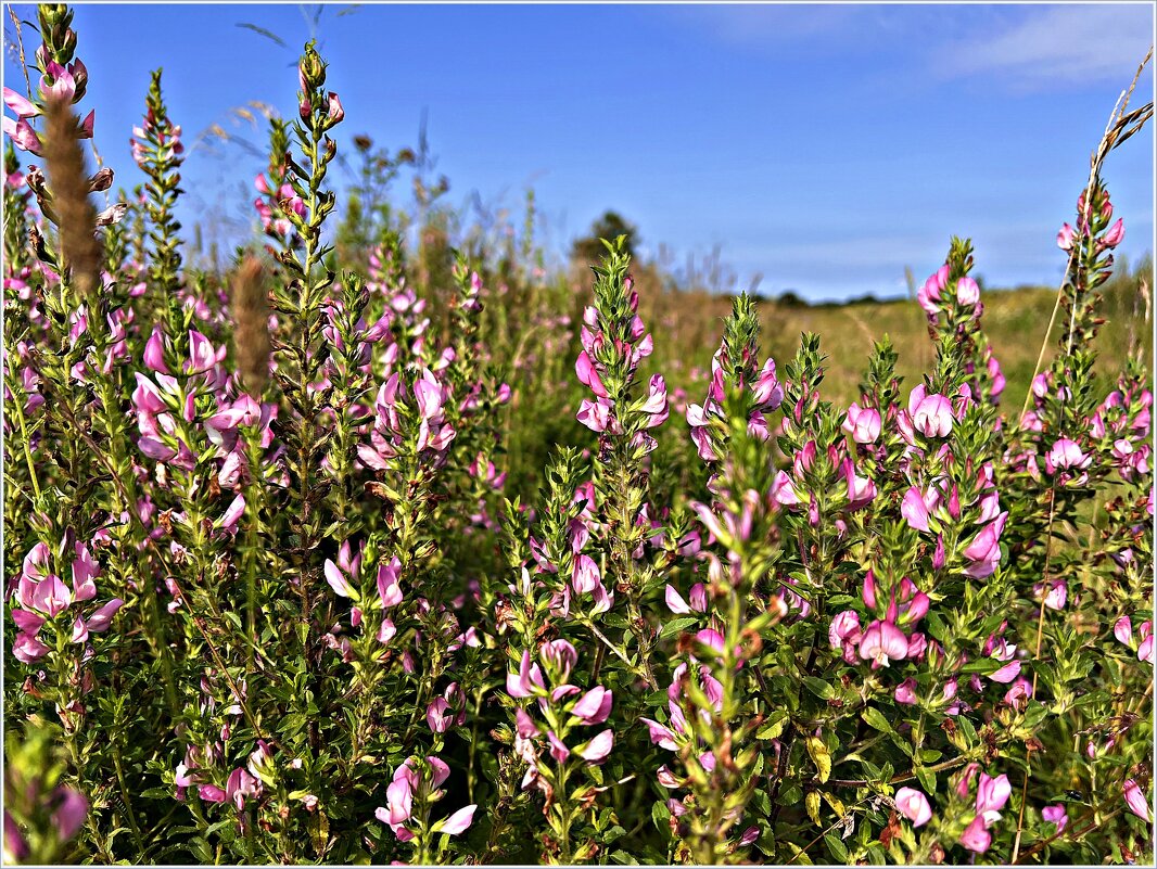 Полевые цветы. Стальник полевой. - Валерия Комова