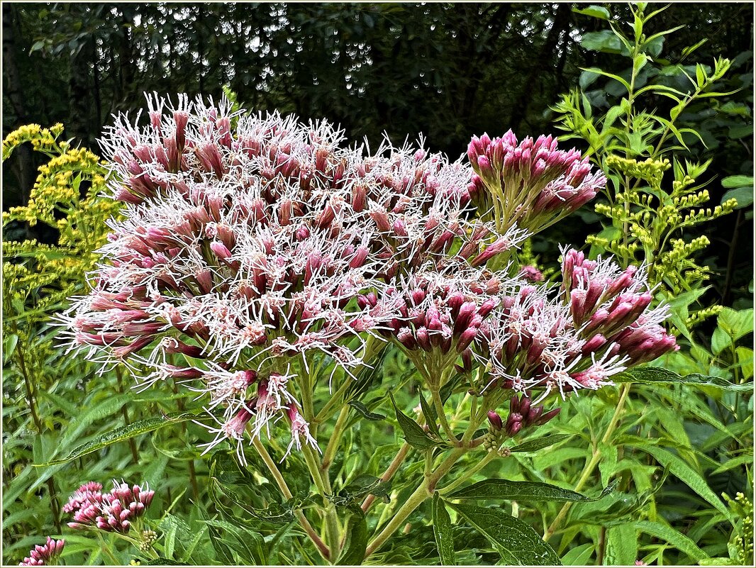 Цветы полевые. Пасконник коноплёвый. - Валерия Комова Цветы полевые. Пасконник коноплёвый. - Валерия Комова