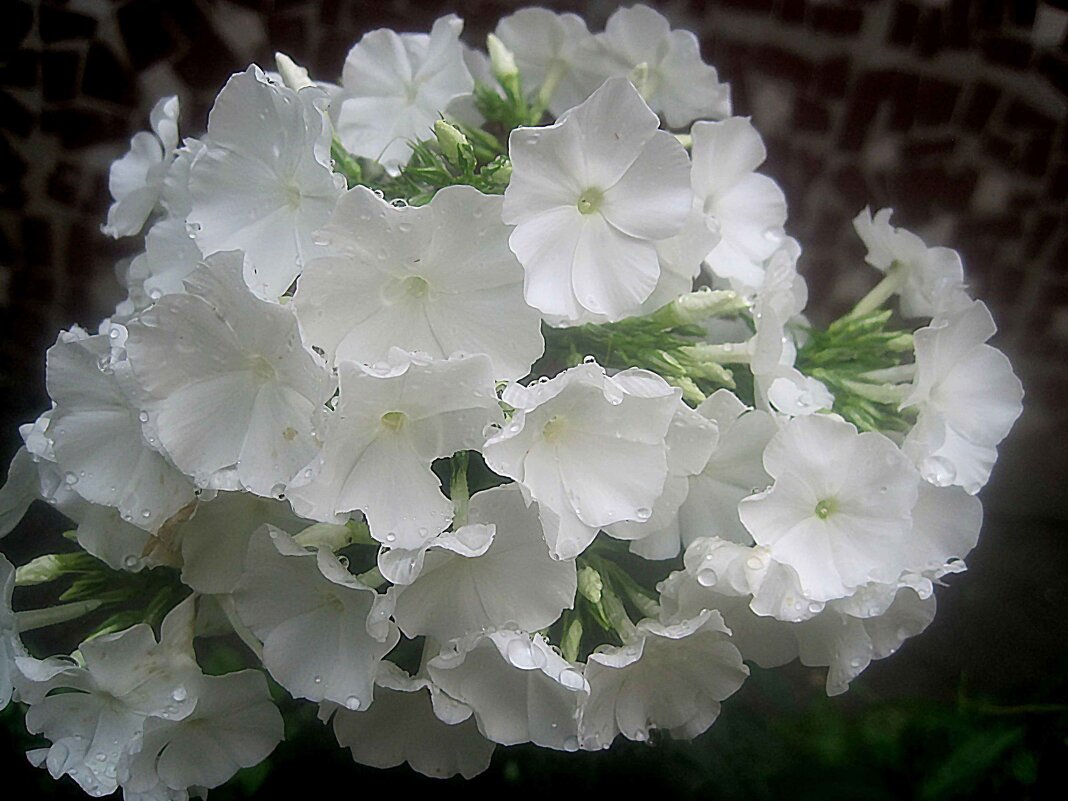 Флоксы - Елена Семигина