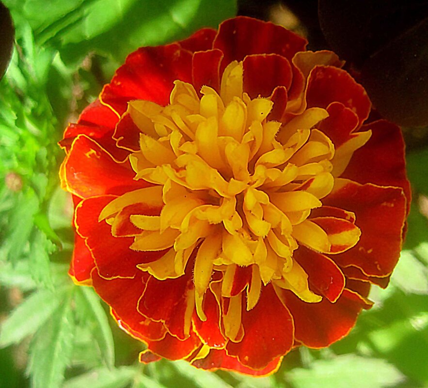 Летний - Елена Семигина