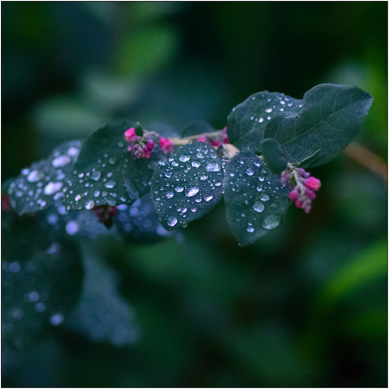 После дождя - Максим Сорокин