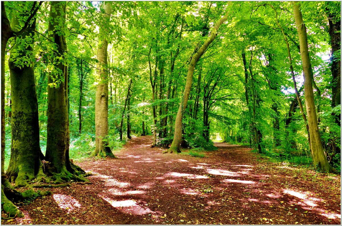 В ЛЕСУ... - Elvira E. 