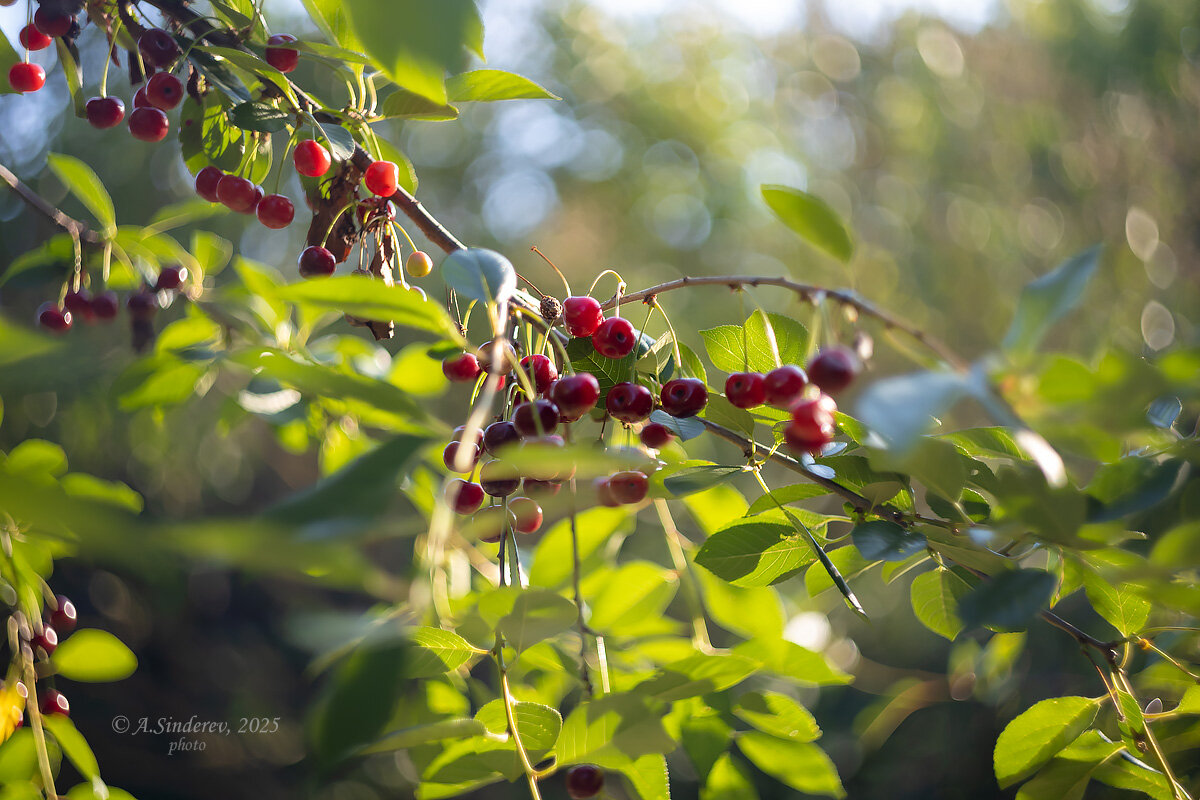 Вишнёвая ветка - Александр Синдерёв