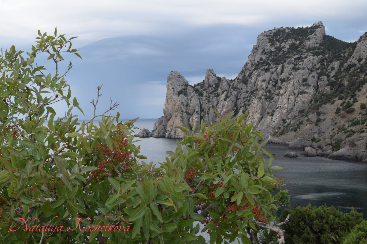 Природа Крыма - Amazing Cosmea