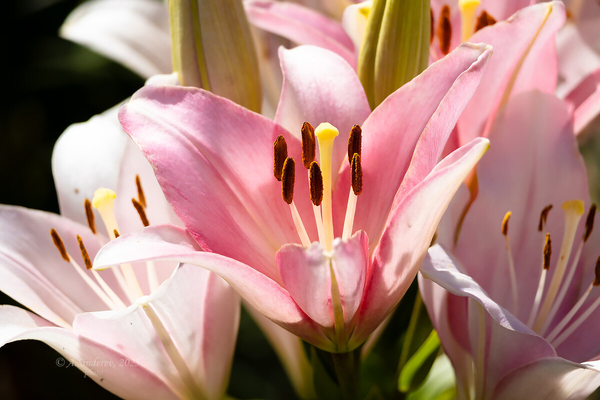 Розовая лили крупным планом - Александр Синдерёв
