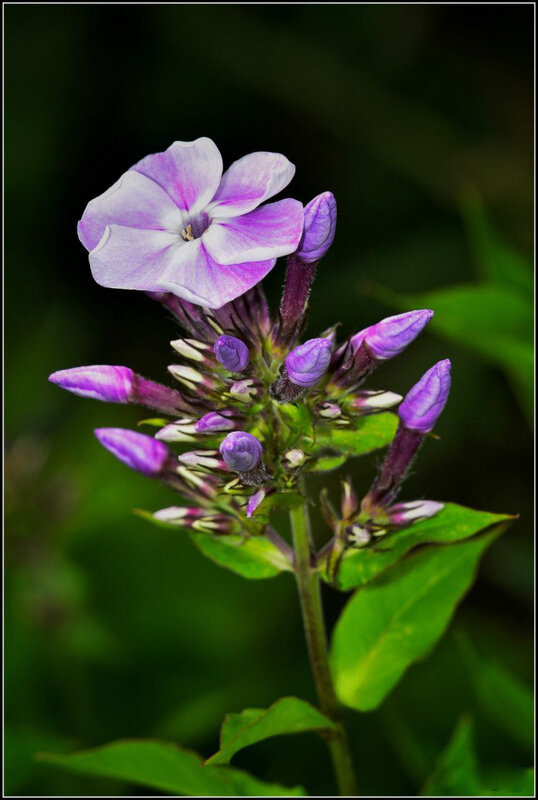 Красота вокруг нас - Максим Сорокин