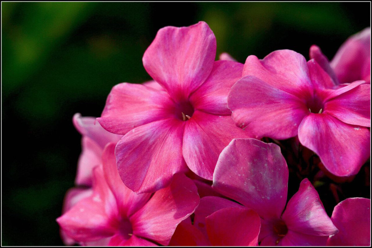 Нежность - Максим Сорокин