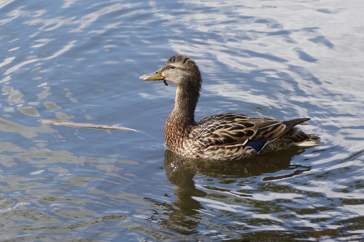 Утки в городском парке - Рита Симонова