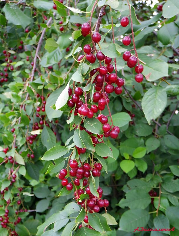 О черёмухе... - Андрей Заломленков О черёмухе... - Андрей Заломленков