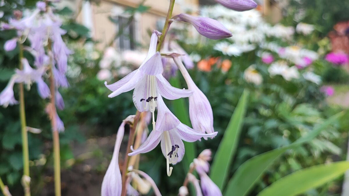 ,,, - Сергей Тимоновский