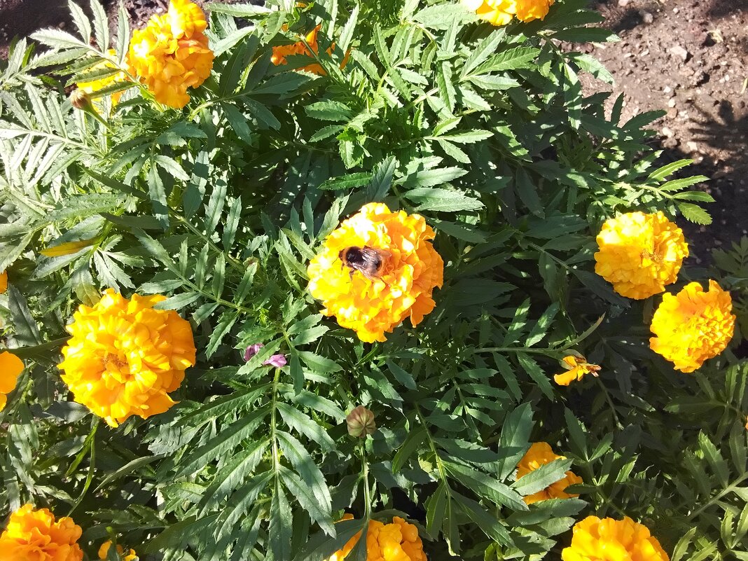 Бархатцы - Дмитрий Никитин Бархатцы - Дмитрий Никитин