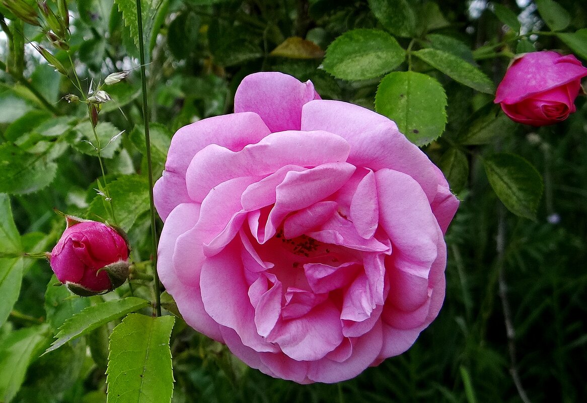 Цветут и радуют нас.. - Антонина Гугаева