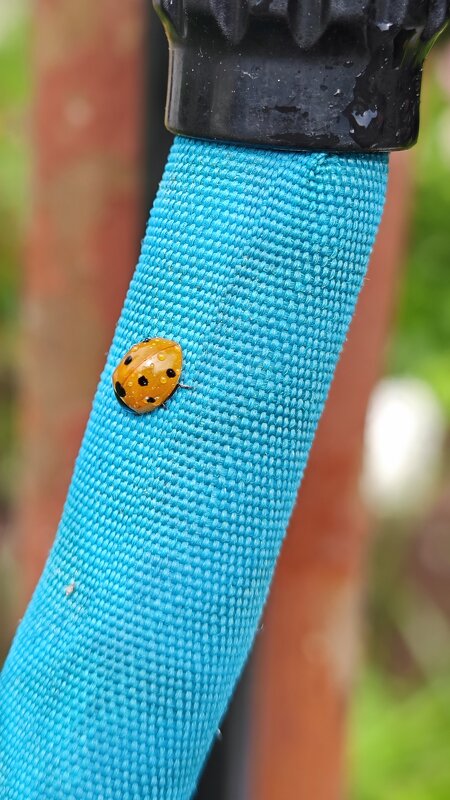 Божья коровка,полети на небо.... - Станислав Мутовин