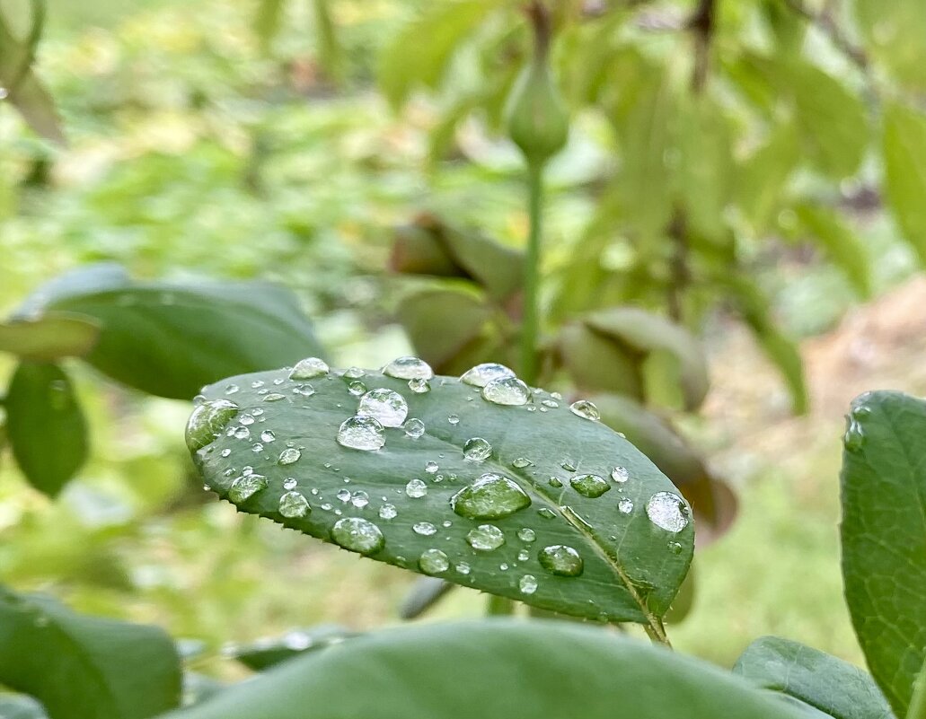 После дождя (4) - Alexey YakovLev