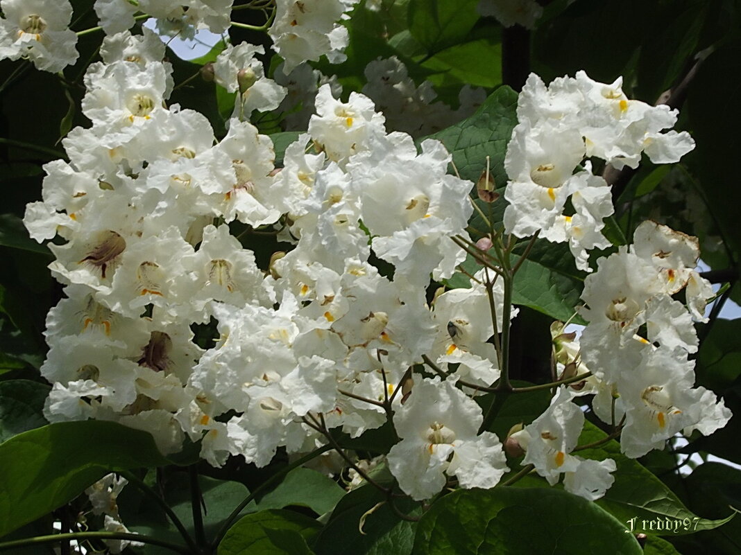 Катальпа - Freddy 97