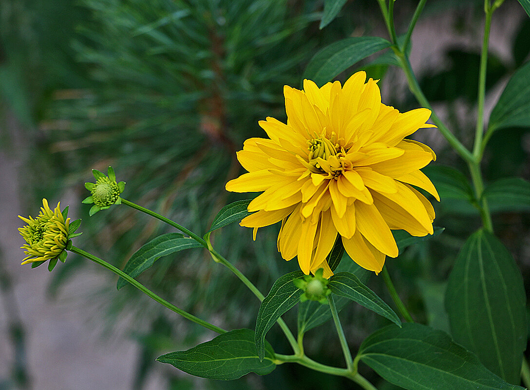 Уже золотые шары - Светлана 
