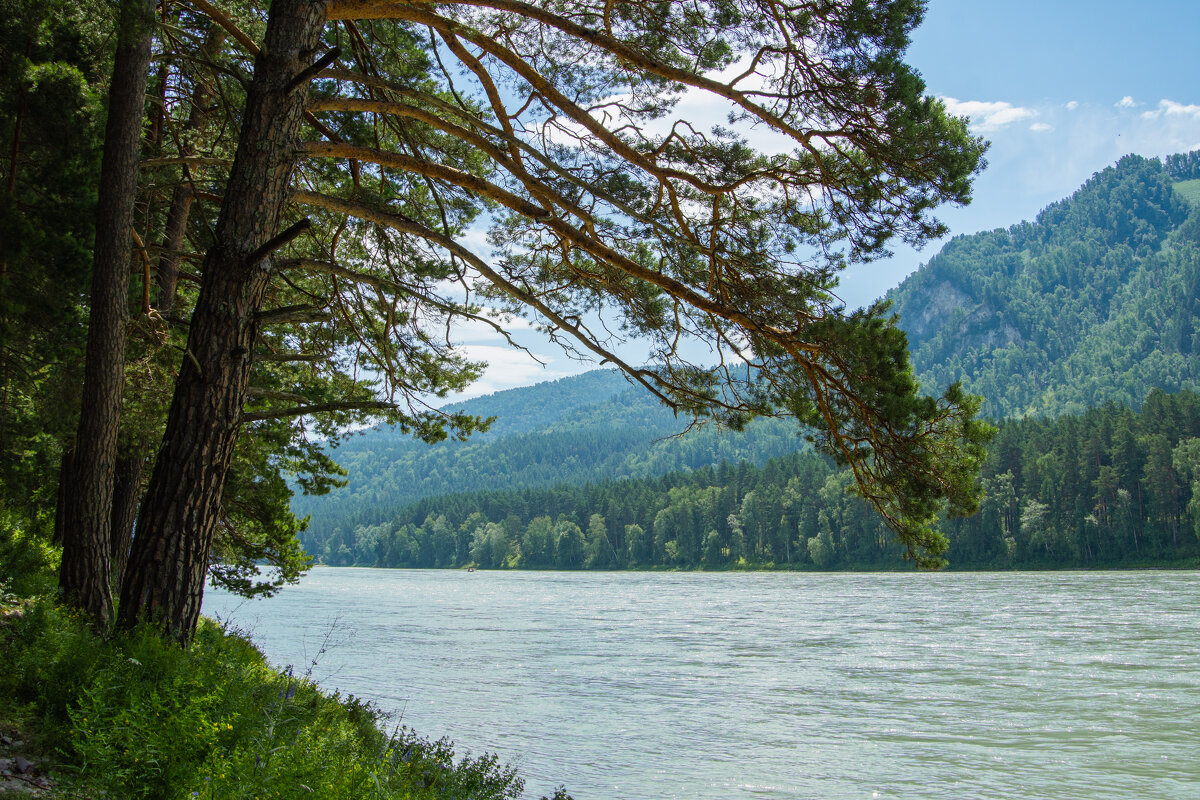 *** - Николай Чекалин