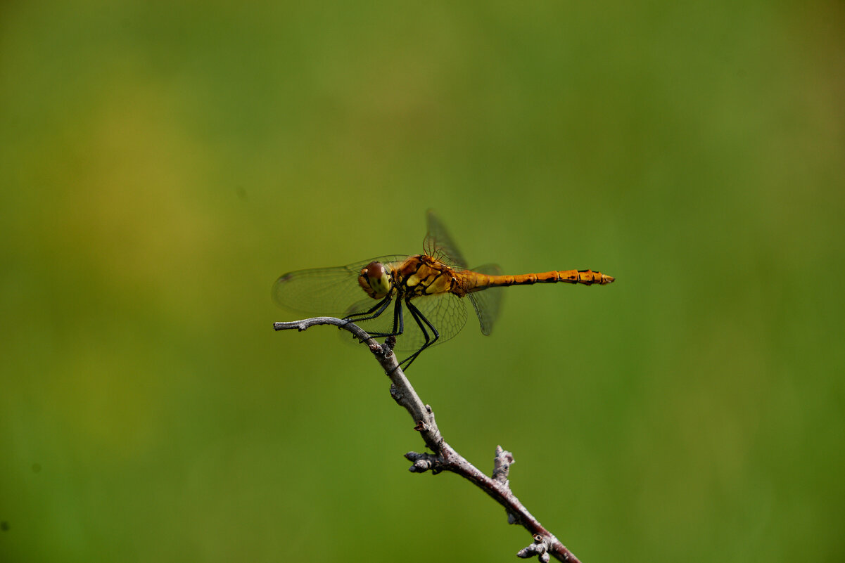 стрекоза - Александр Леонов