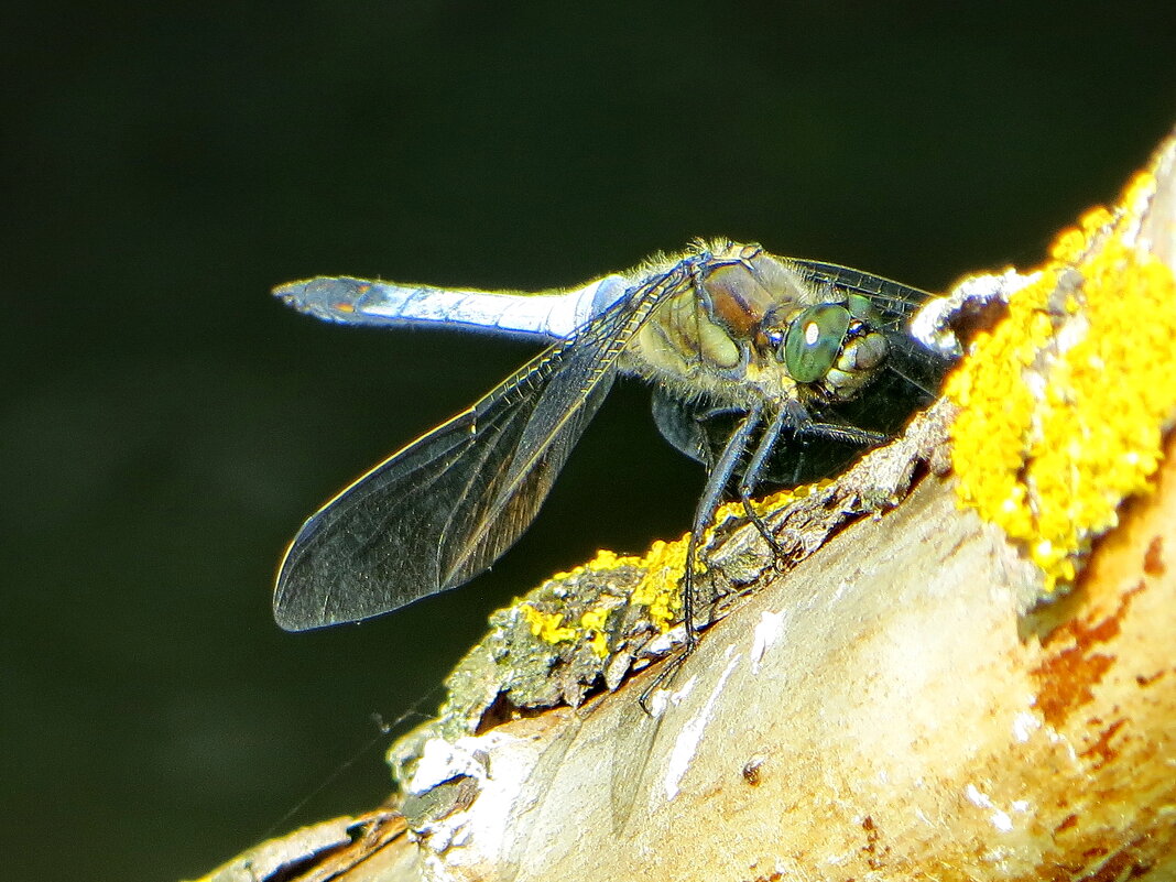 Стрекозлик - Александр Чеботарь